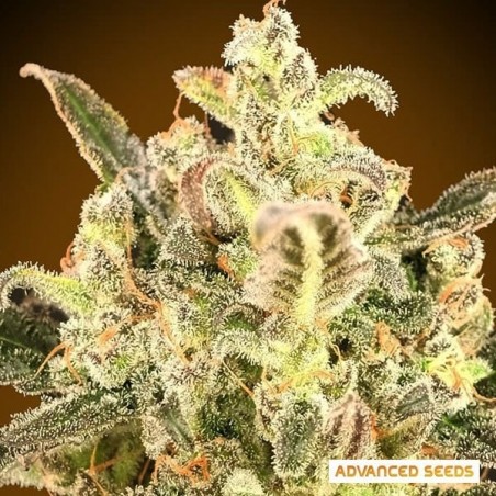 Auto Biodiesel Mass XXL Marijuana Plant