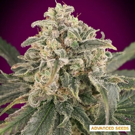 Auto Amnesia XXL Marijuana Plant