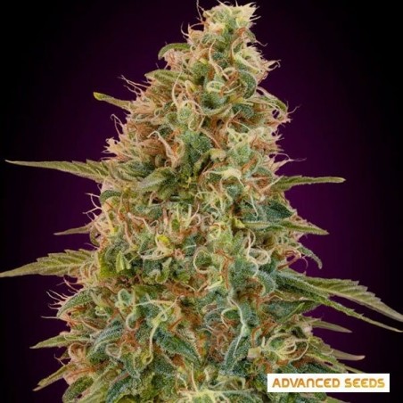 Auto Zkittlez marijuana plant