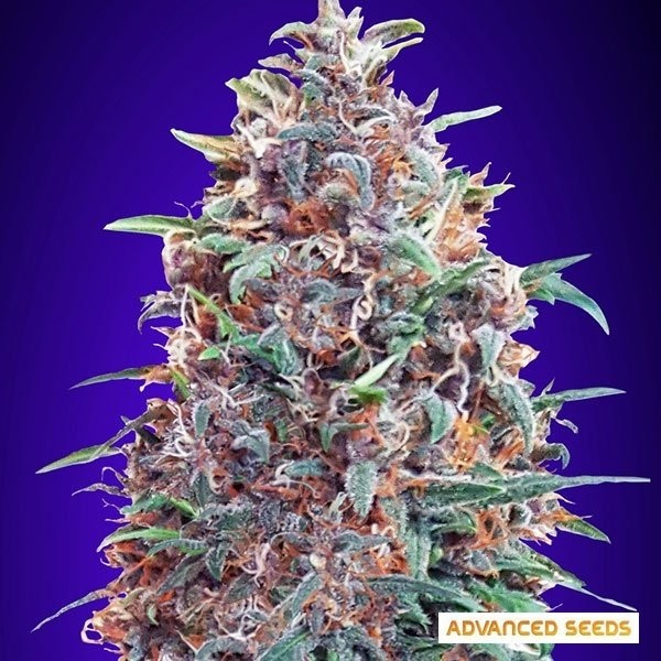 Auto Purple Diesel Cannabis Plant