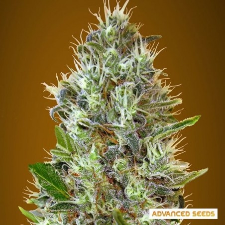 Auto Somango cannabis