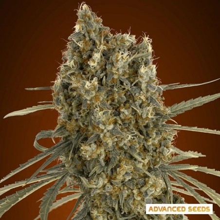 Auto Jack Herer cannabis plant