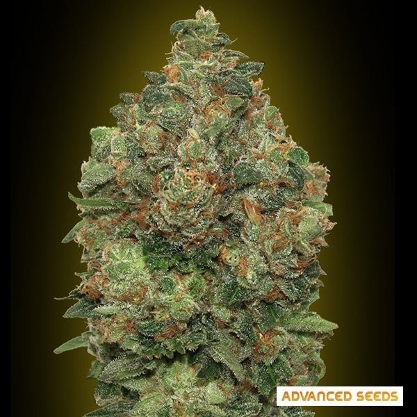 View Auto Critical Soma cannabis plant