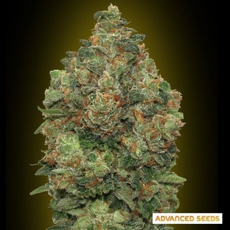 Auto Critical Soma cannabis plant