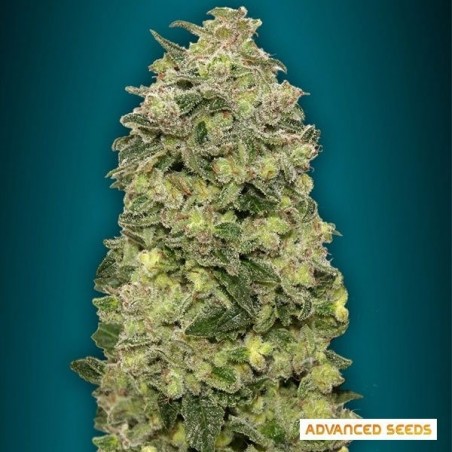 Auto Afghan Skunk cannabis plant