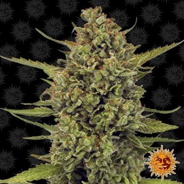 Acapulco Gold - Barney's Farms