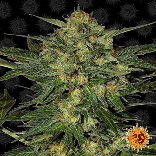 View L.S.D. marijuana plant