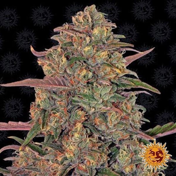 View Pineapple Chunk marijuana plant