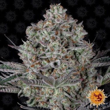 Dos Si Dos 33 Marijuana Plant