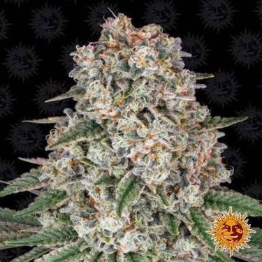 Tropicanna Banana