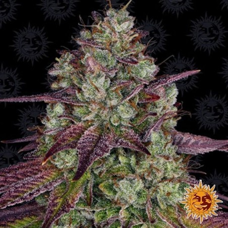 Mimosa EVO Marijuana Plant