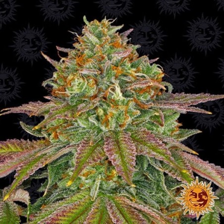 Wedding Cake Marijuana Plant