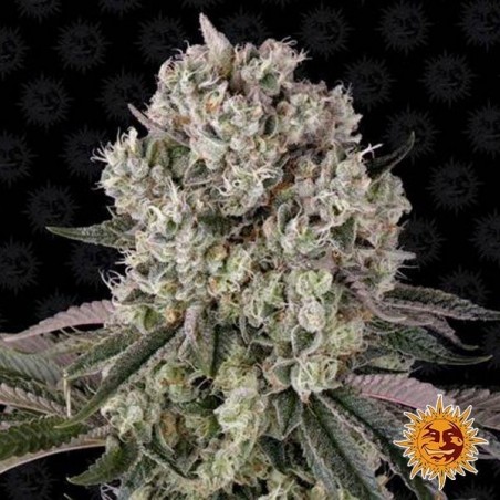 Glookies - Marijuana Plant