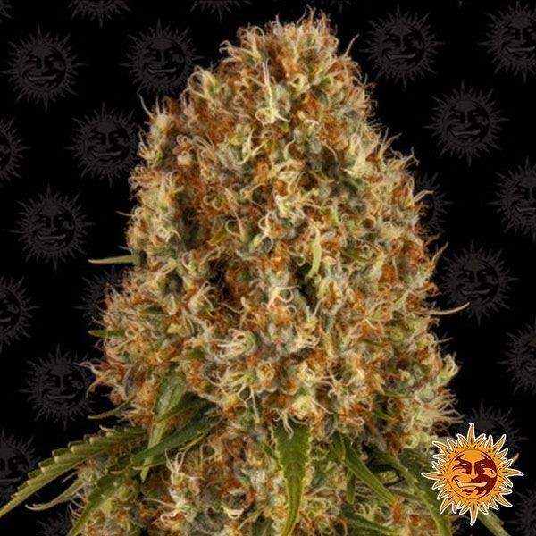 View Orange Sherbert Cannabis Plant