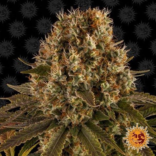 View Strawberry Lemonade Cannabis Plant