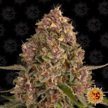 Pink Kush Cannabis Plant