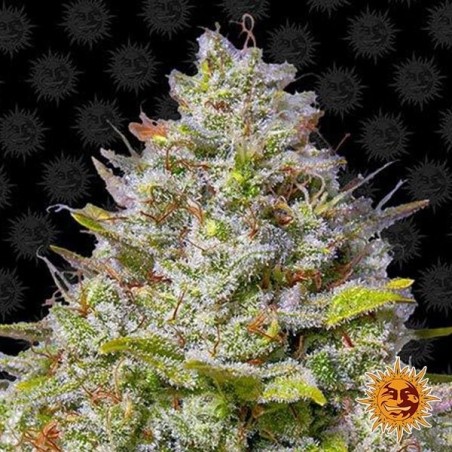 Blue Gelato 41 Cannabis Plant