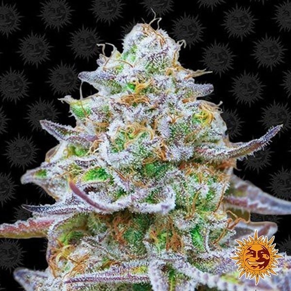 View Gorilla Zkittlez Cannabis Plant