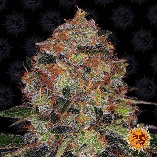 View Shiskaberry Cannabis Plant