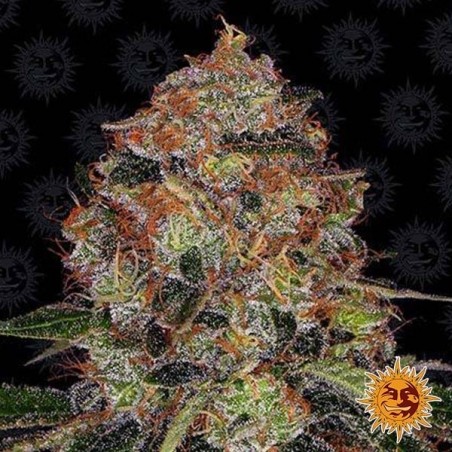 Shiskaberry Cannabis Plant