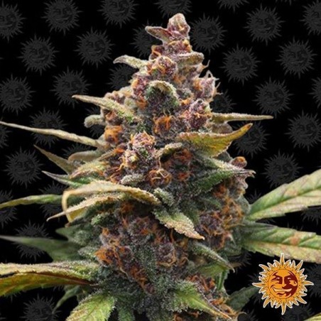 Ayahuasca Purple Cannabis Plant