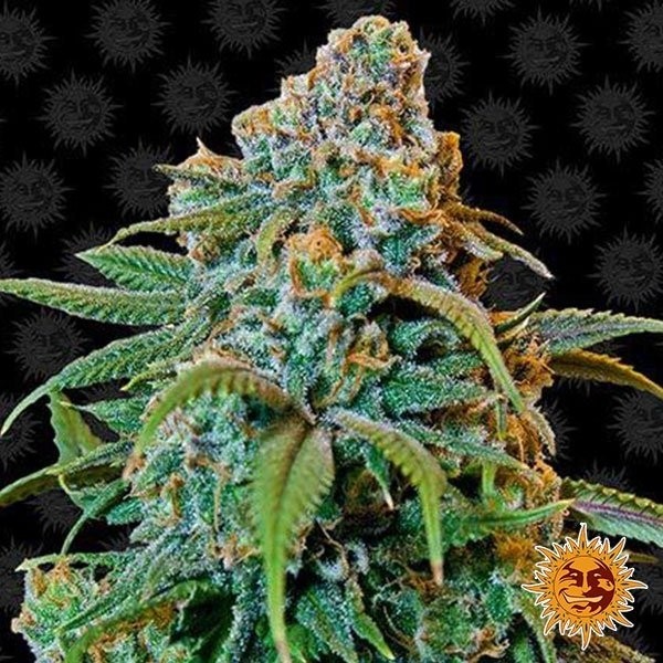 View Liberty Haze cannabis plant