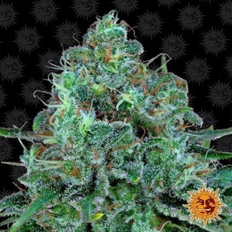 Critical kush marijuana plant