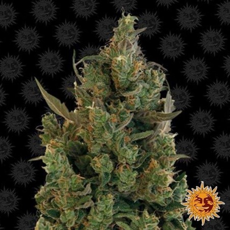 Blueberry Cheese cannabis plant