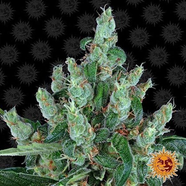 View Laughing Buddha cannabis plant