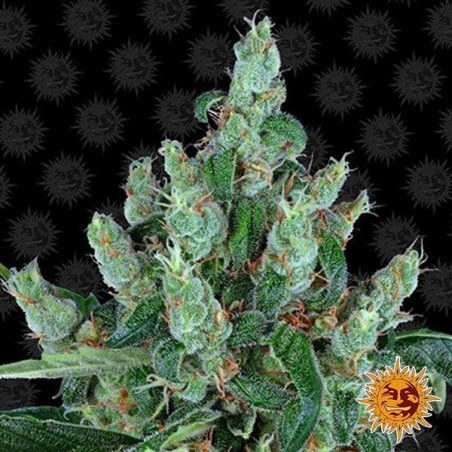 Laughing Buddha cannabis plant