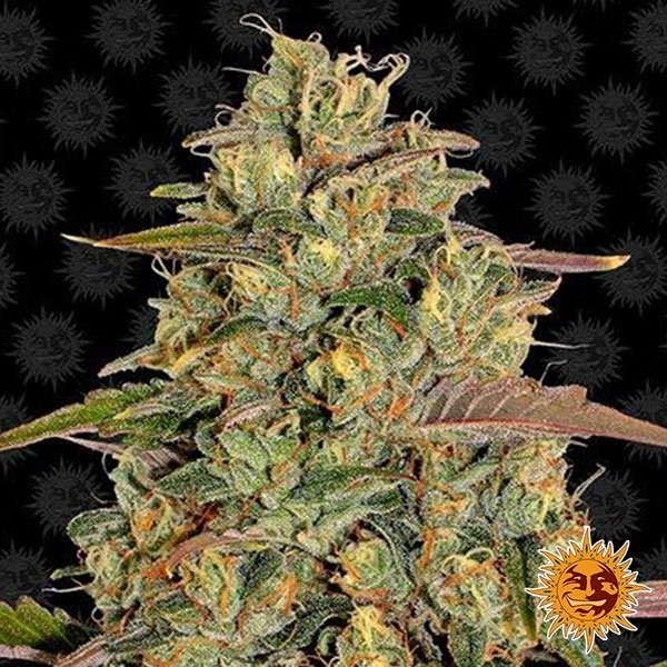 View Amnesia Lemon cannabis plant