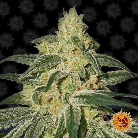 Afghan Hash Plant Regular Cannabis Plant