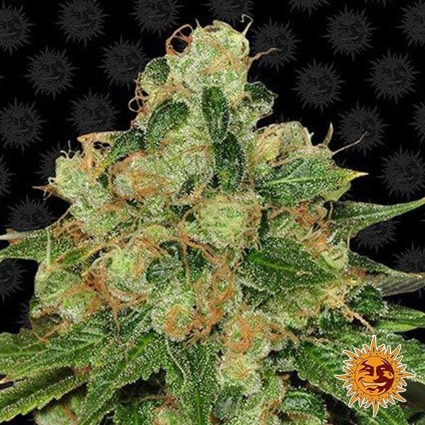 View CBD Caramel Regular Cannabis Plant