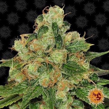 CBD Caramel Regular Cannabis Plant