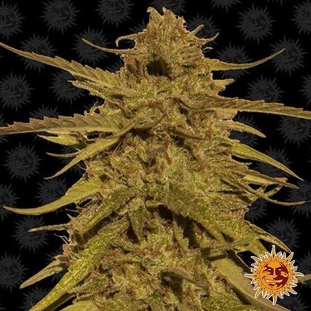 Pineapple Haze Regular Cannabis Plant