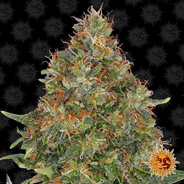 View Pinneapple Express cannabis plant