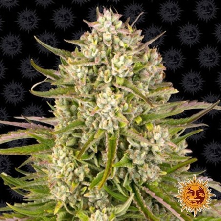 Wedding Cake Auto seed packaging