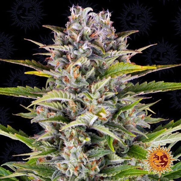 View Gorilla Zkittlez Auto Marijuana Plant