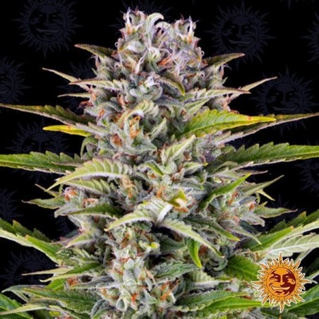 Gorilla Zkittlez Auto cannabis plant