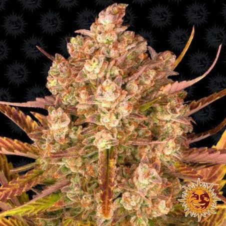 Dos Si Dos Auto Marijuana Plant