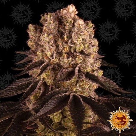 Purple Punch Auto - Marijuana Plant