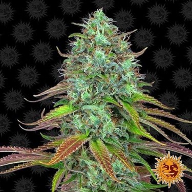 LSD Auto Cannabis Plant