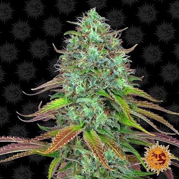 View LSD Auto Cannabis Plant