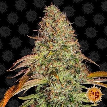 Zkittlez OG Auto Cannabis Plant