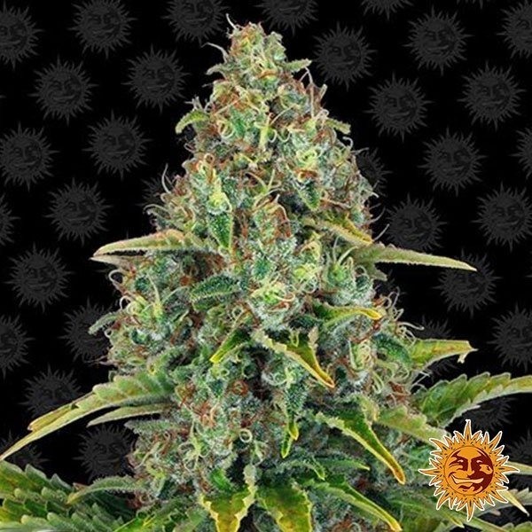 View Blueberry Cheese Auto