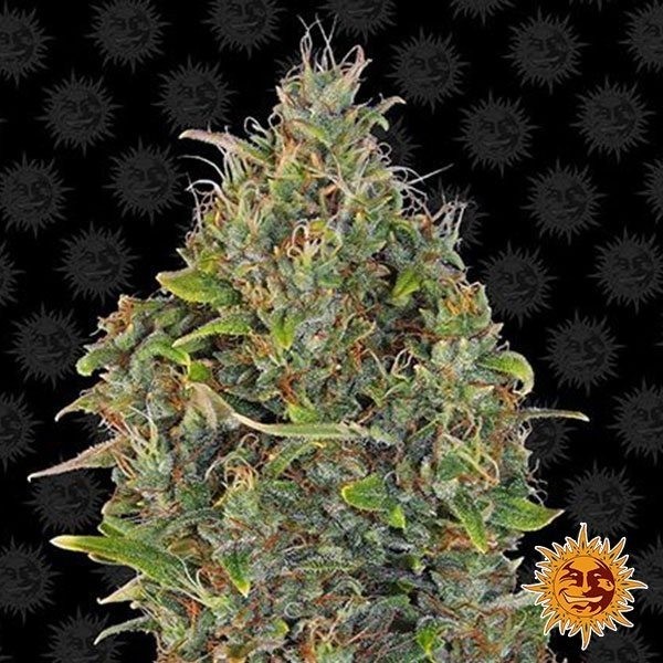 Critical Kush Auto cannabis plant