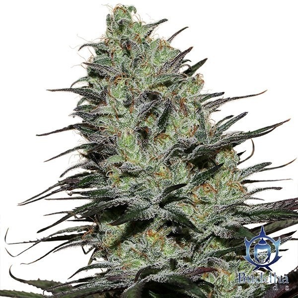 View Morpheus Marijuana Plant