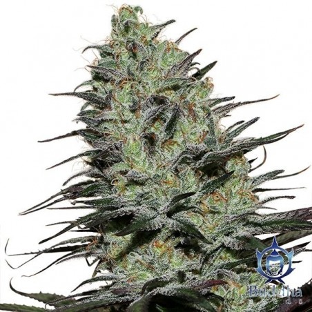 Morpheus Marijuana Plant