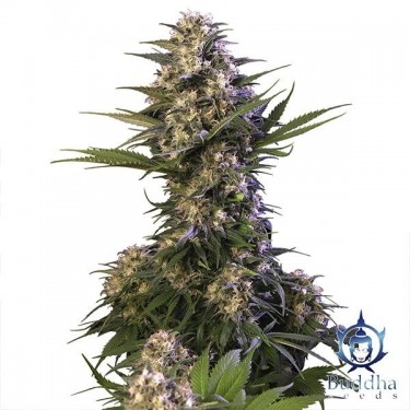 Kraken cannabis plant