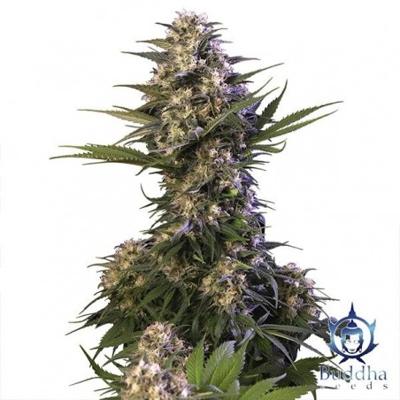 Kraken cannabis plant